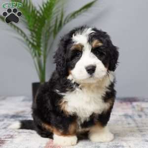 Dreamer, Mini Bernedoodle Puppy